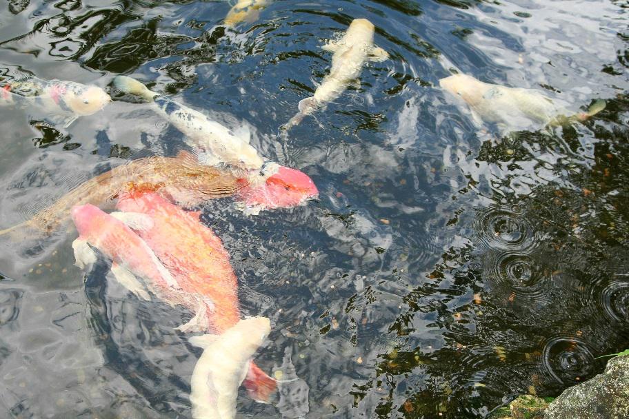 Koi