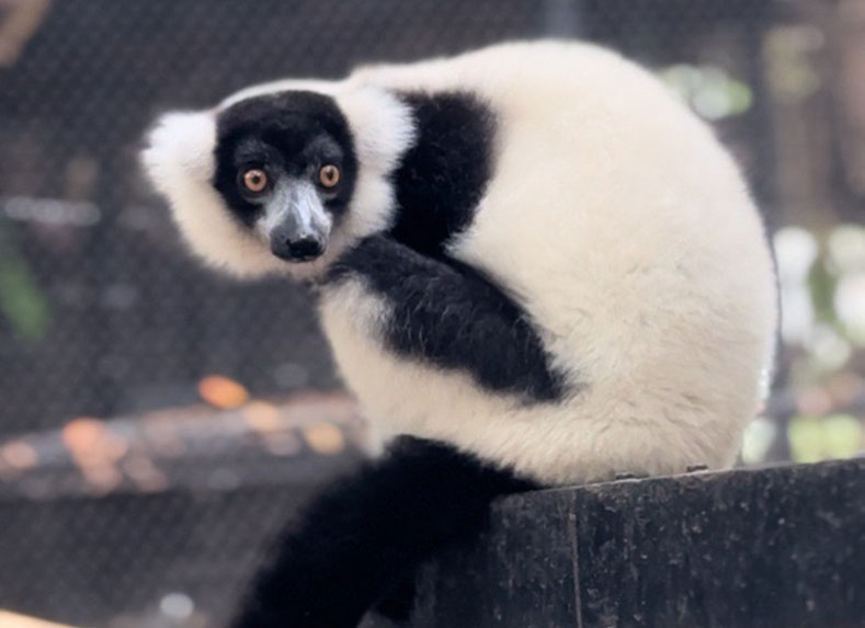 Lemurs